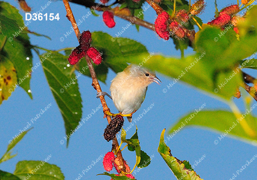 Chestnut-vented Conebill (Conirostrum speciosum)